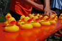 Enten warten auf den Start